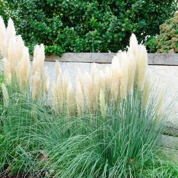 Cortaderia selloana 'Ivory Feathers®' (113506)