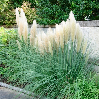 Cortaderia selloana 'Ivory Feathers®' (113507)