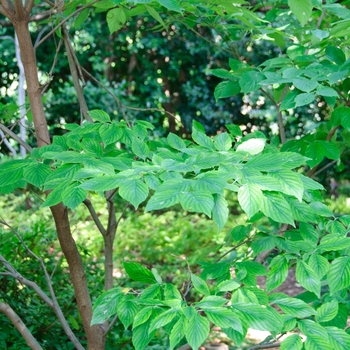 Cornus florida 'Cherokee Princess' (113508)