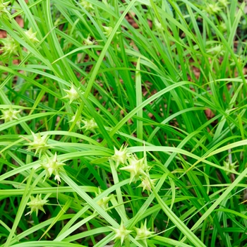 Cephalanthus occidentalis '' (113515)