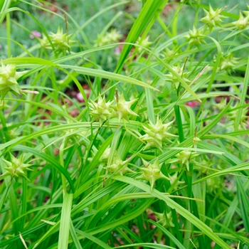 Cephalanthus occidentalis '' (113516)