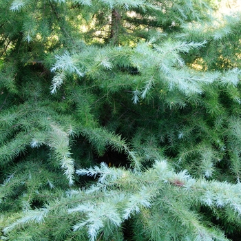 Cedrus deodara 'Snow Sprite' (113518)