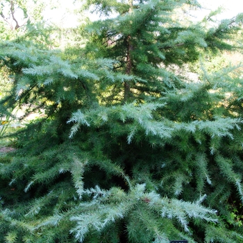 Cedrus deodara 'Snow Sprite' (113519)