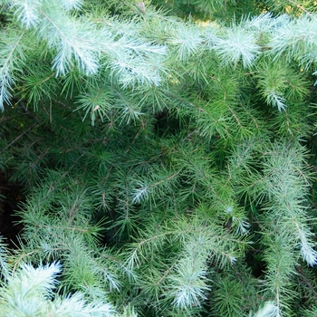 Cedrus deodara 'Snow Sprite' (113520)