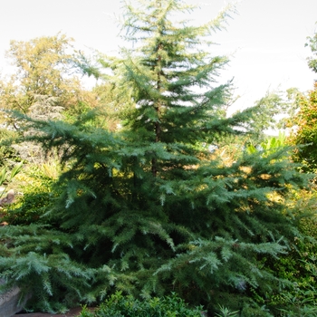 Cedrus deodara 'Snow Sprite' (113521)