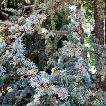 Cedrus atlantica '' (113522)