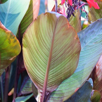 Canna 'Red Futurity' (113527)