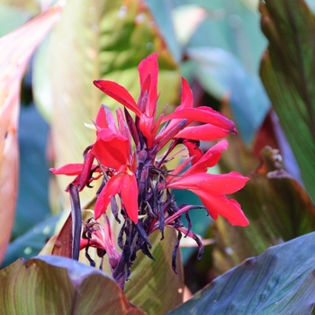 Canna 'Red Futurity' (113528)