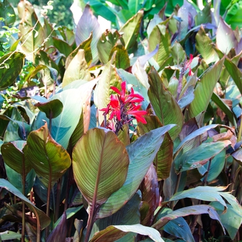 Canna 'Red Futurity' (113529)