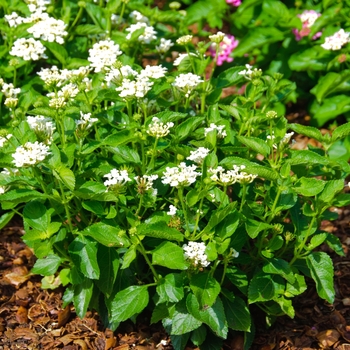 Lantana camara Luscious® 'Royale Pina Colada' (113546)