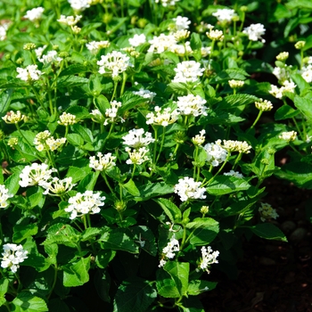 Lantana camara Luscious® 'Royale Pina Colada' (113547)