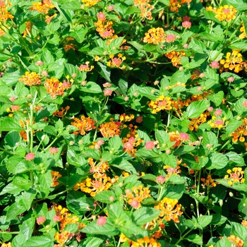 Lantana camara Luscious® 'Marmalade' (113548)