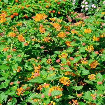 Lantana camara Luscious® 'Marmalade' (113549)