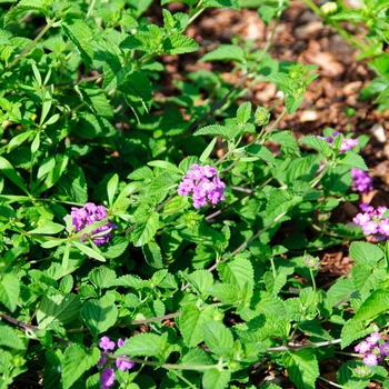 Lantana camara Luscious® 'Grape' (113552)