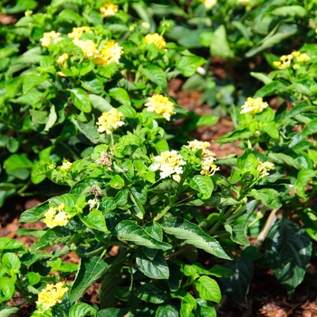 Lantana camara Luscious® 'Bananarama™' (113553)