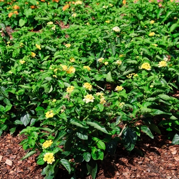 Lantana camara Luscious® 'Bananarama™' (113554)