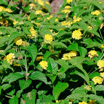 Lantana camara Lucky™ 'Yellow' (113555)