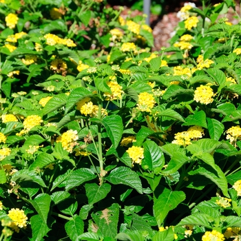 Lantana camara Lucky™ 'Yellow' (113556)