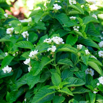 Lantana camara Lucky™ 'White' (113557)