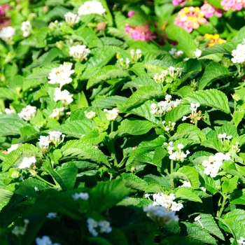 Lantana camara Lucky™ 'White' (113558)