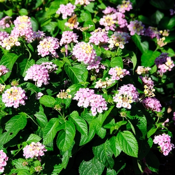 Lantana camara Lucky™ 'Lavender' (113560)