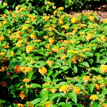 Lantana camara Little Lucky™ '' (113563)