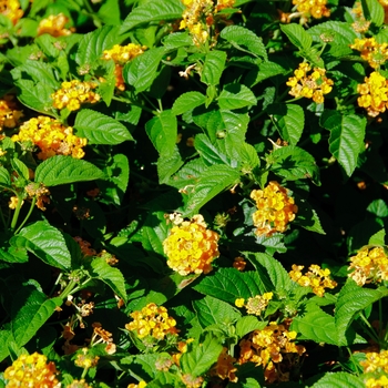 Lantana camara Little Lucky™ '' (113564)