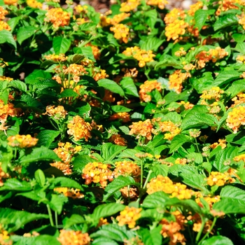 Lantana camara Little Lucky™ '' (113565)