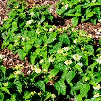 Lantana camara Little Lucky™ 'Lemon Cream' (113566)