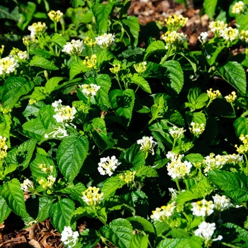 Lantana camara Little Lucky™ 'Lemon Cream' (113567)