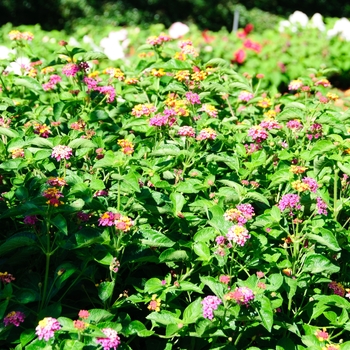 Lantana camara Landmark™ 'Blaze' (113571)