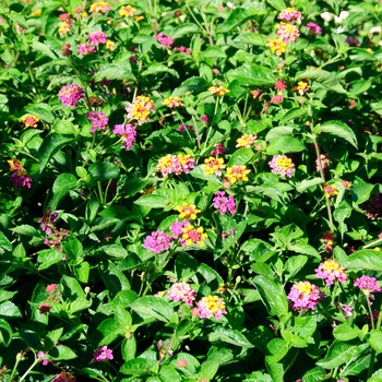 Lantana camara Landmark™ 'Blaze' (113572)