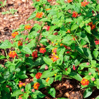 Lantana camara 'Chipotle™ Flare' (113575)