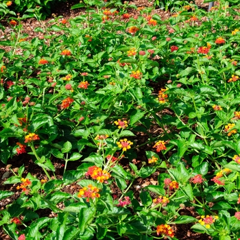 Lantana camara Landscape Bandana® 'Red Imp' (113576)