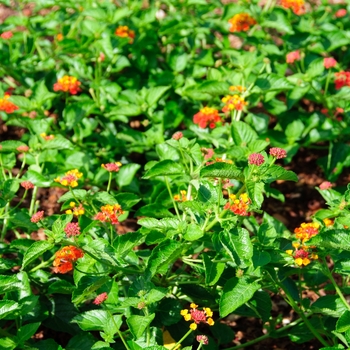 Lantana camara Landscape Bandana® 'Red Imp' (113577)