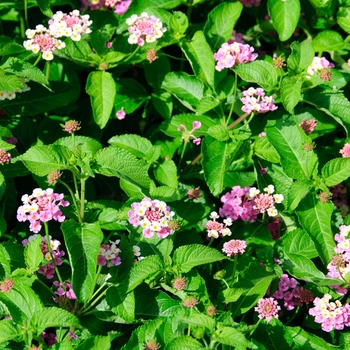 Lantana camara Landscape Bandana® 'Pink' (113578)