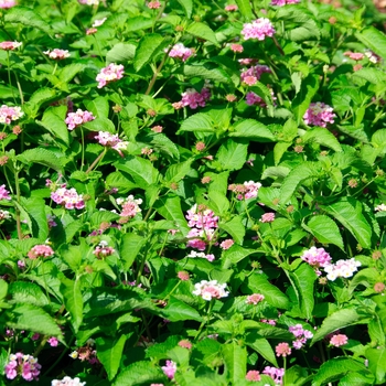 Lantana camara Landscape Bandana® 'Pink' (113579)