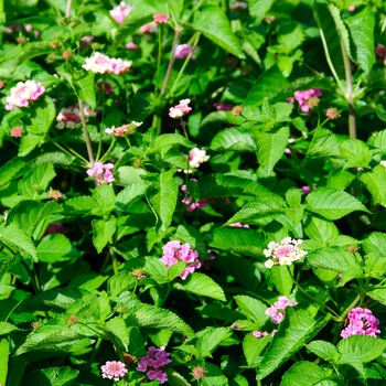 Lantana camara Luscious® 'Pinkberry Blend' (113580)