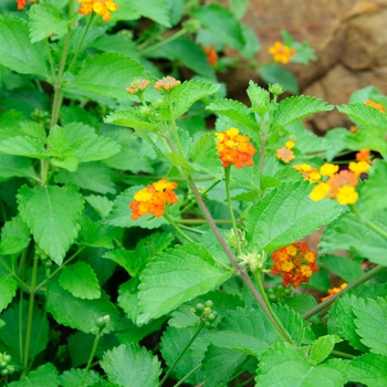 Lantana horrida '' (113581)