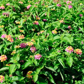 Lantana camara Luscious® 'Berry Blend™' (113585)