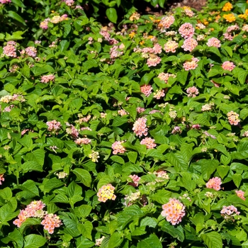 Lantana camara Little Lucky™ 'Peach Glow' (113593)