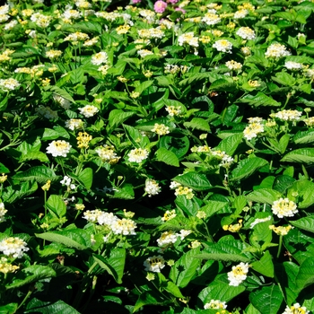 Lantana camara Lucky™ 'Lemon Glow' (113595)