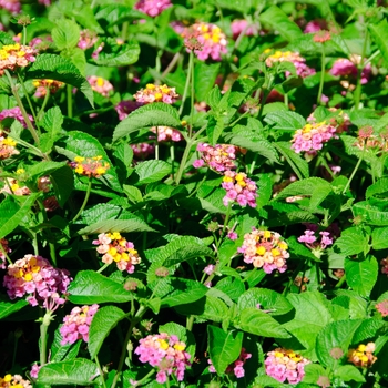 Lantana camara Landmark™ 'Sunrise Rose Improved' (113599)