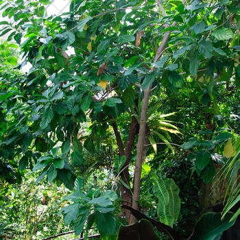 Morinda citrifolia '' (113685)