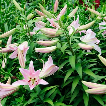 Lilium 'Table Dance' (113694)