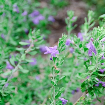 Leucophyllum langmaniae 'Rio Bravo' (113695)