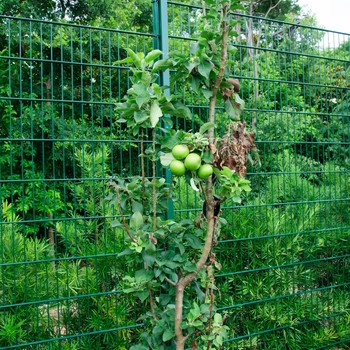 Malus Urban Apple® 'Tangy Green™' (113698)