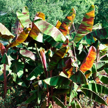 Musa 'Rojo' (113703)