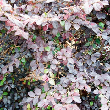 Loropetalum chinense Glowing Horizons® 'Ever Red®' (113709)