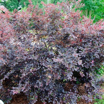 Loropetalum chinense Glowing Horizons® 'Ever Red®' (113710)